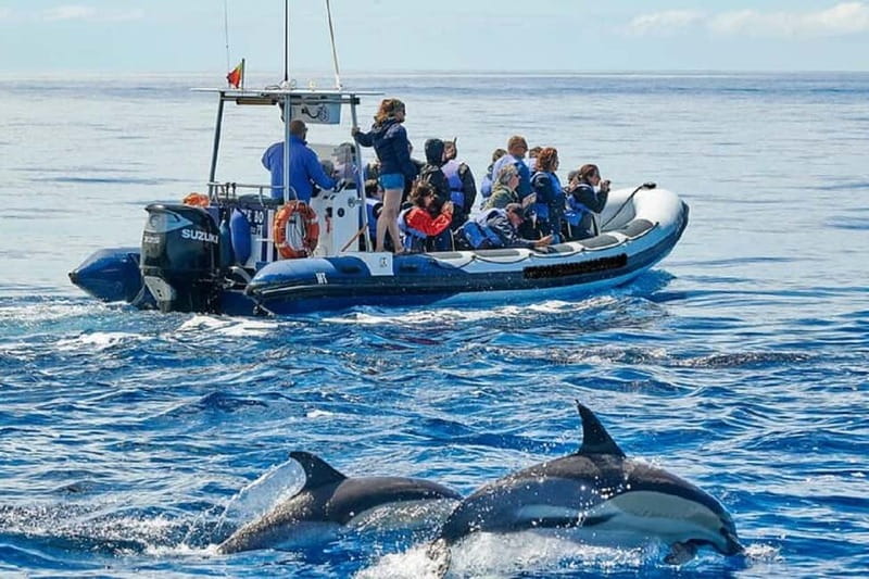 Observation of whales and dolphins in island Pico - Starting from Rua dos Baleeiros in Lajes do Pico