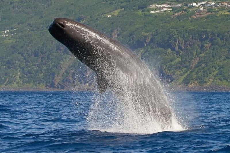Observation of whales and dolphins in island Pico - Whales, dolphins, and the luck of the sea