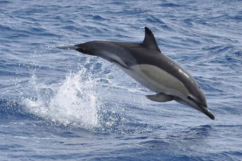 Observation of whales and dolphins in island Pico - Rules, comfort, and practical limits
