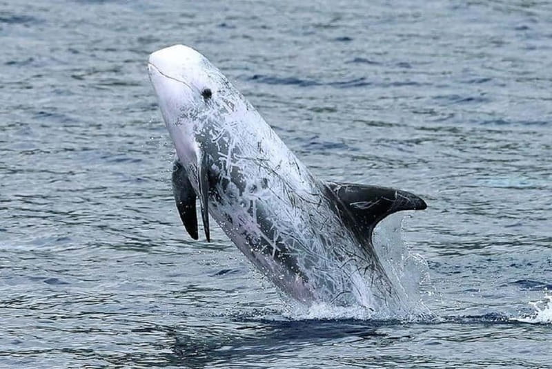 Observation of whales and dolphins in island Pico - What happens during the 2.5-hour outing