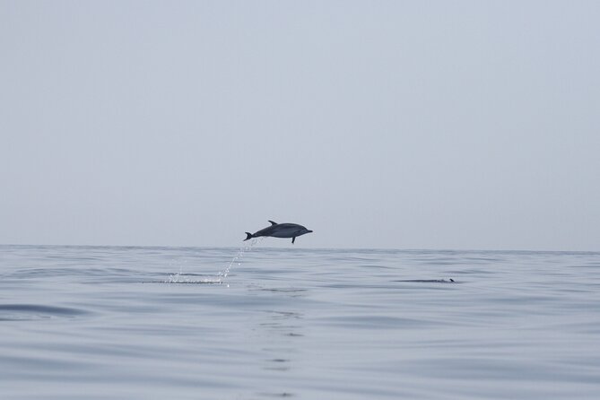 Observing Dolphins in Faro - Key details before you book