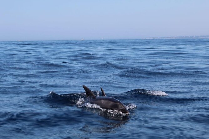 Observing Dolphins in Faro - The Ria Formosa sets the tone
