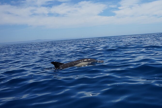 Observing Dolphins in Faro - What the small group changes