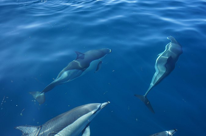 Observing Dolphins in Faro - Comfort, safety, and the simple inclusions