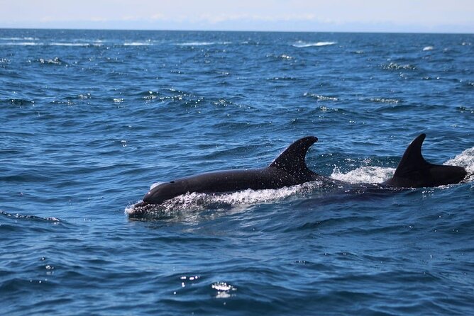 Observing Dolphins in Faro - Is $60.01 a fair price?