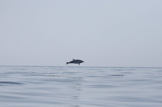 Observing Dolphins in Faro - Booking, timing, and cancellation advice