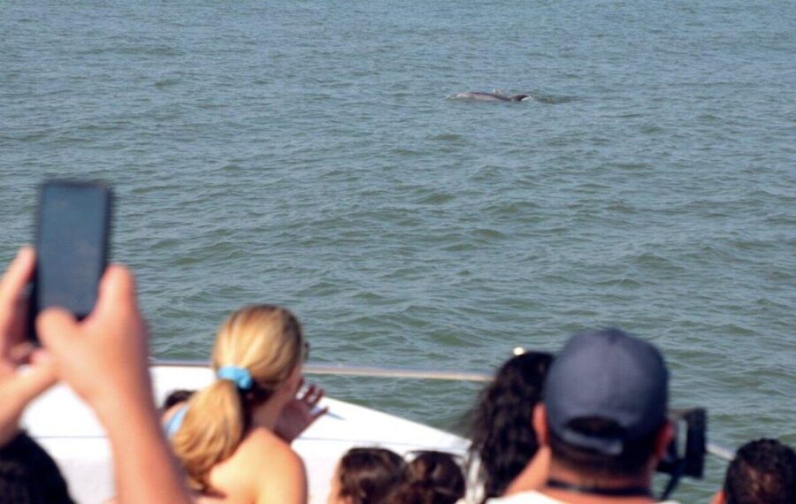 Ocean City, MD: Coastal Speedboat Tour with Dolphin Spotting - Families, Teenagers, and Different Comfort Levels