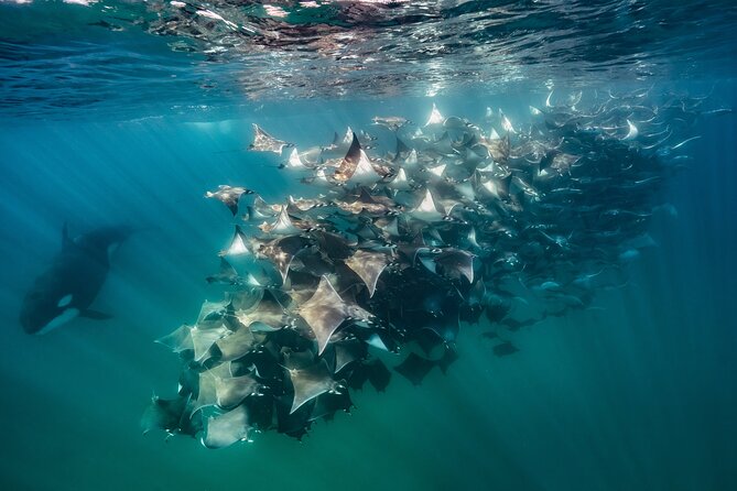 Ocean Safari: Sea Lions, Mobula Rays, Dolphins, Orcas & Whales - Why This La Ventana Safari Feels Different