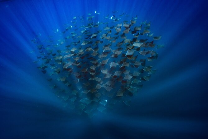 Ocean Safari: Sea Lions, Mobula Rays, Dolphins, Orcas & Whales - Dolphins, Whales, and the Luck of the Sea