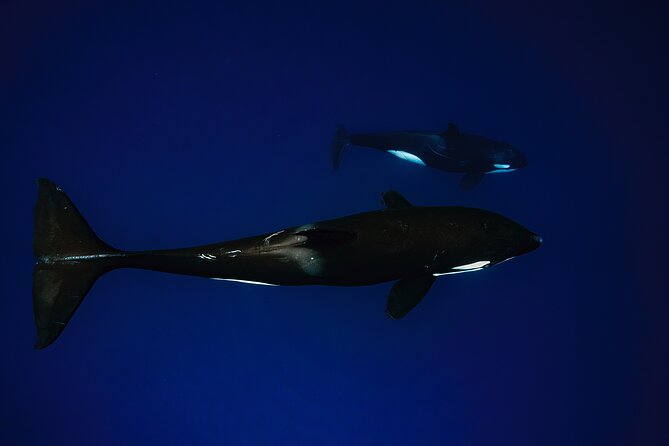 Ocean Safari: Sea Lions, Mobula Rays, Dolphins, Orcas & Whales - The Possibility of Orcas