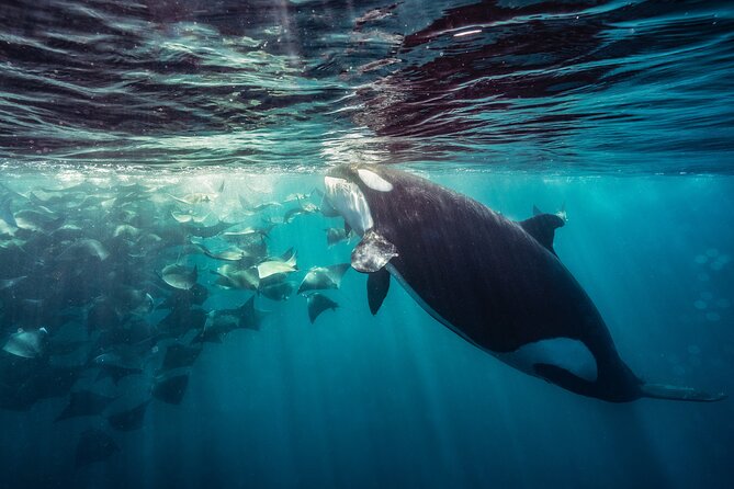 Ocean Safari: Sea Lions, Mobula Rays, Dolphins, Orcas & Whales - What Guides and Captains Add