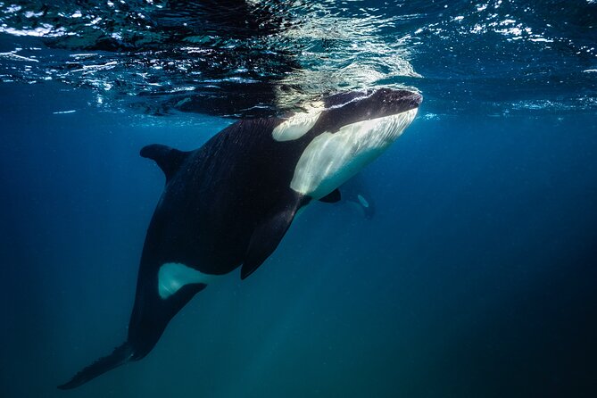 Ocean Safari: Sea Lions, Mobula Rays, Dolphins, Orcas & Whales - Who Will Enjoy This Most?