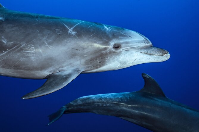 Ocean Safari: Sea Lions, Mobula Rays, Dolphins, Orcas & Whales - Swimming Above Schools of Mobula Rays