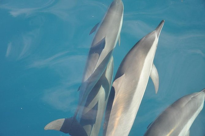 Ocean Swim with Dolphins - A six-hour morning on Mauritius water