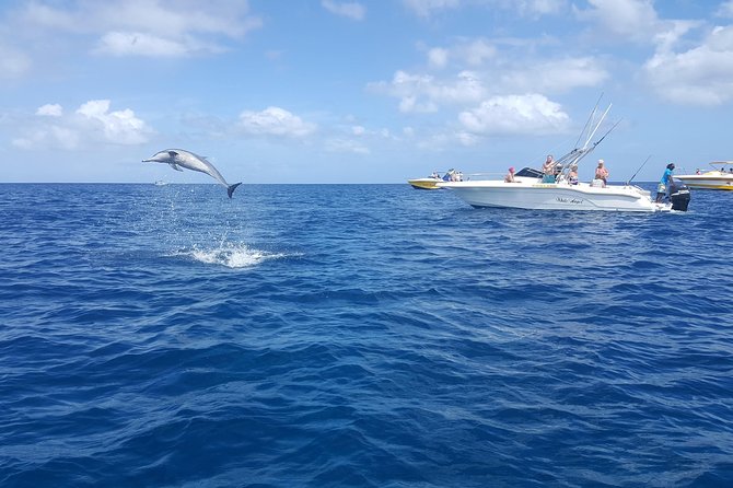Ocean Swim with Dolphins - What the $80.83 price really covers
