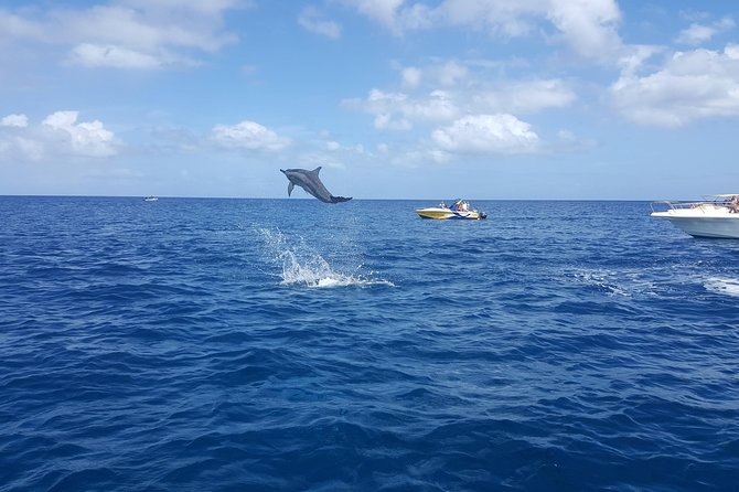 Ocean Swim with Dolphins - How to handle the organization concerns