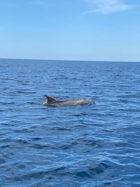 Olbia: Boat tour to watch Dolphins and snorkeling - Key points to know before you book