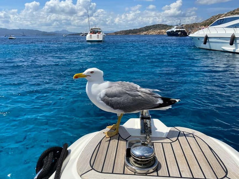 Olbia: Boat tour to watch Dolphins and snorkeling - Setting out from Olbia on a small boat