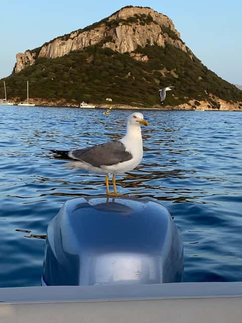 Olbia: Boat tour to watch Dolphins and snorkeling - Snorkeling in Cala Moresca’s clear water