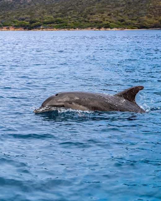 Olbia: Boat tour to watch Dolphins and snorkeling - Why Anett matters to the experience