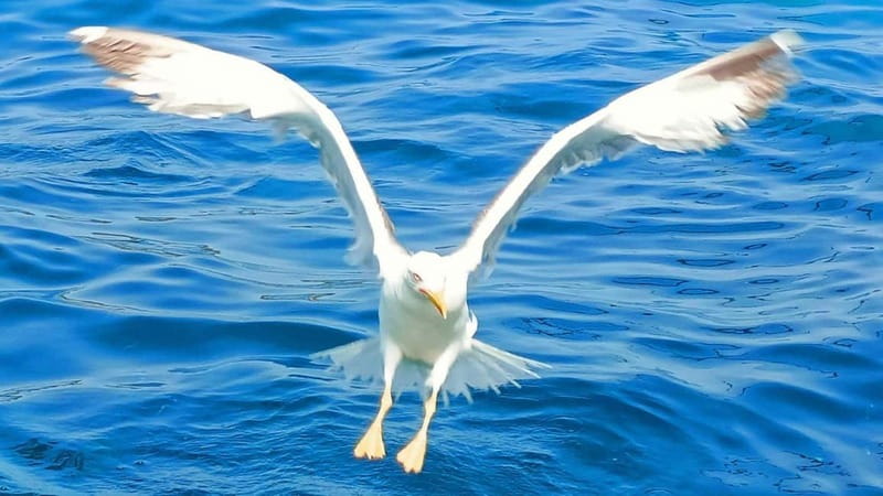 Olbia: Boat tour to watch Dolphins and snorkeling - Watching bottlenose dolphins near Olbia
