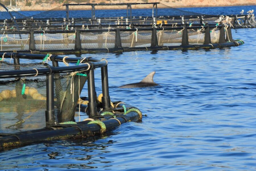 Olbia: Dolphin Watching and Snorkeling Boat Tour - Key points before you book