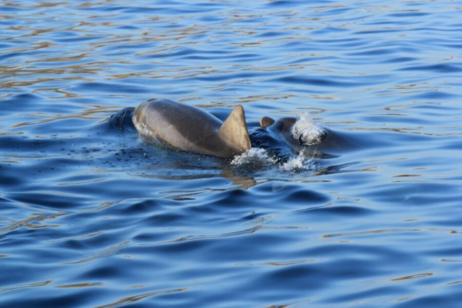 Olbia: Dolphin Watching and Snorkeling Boat Tour - From Olbia harbor toward Cape Figari