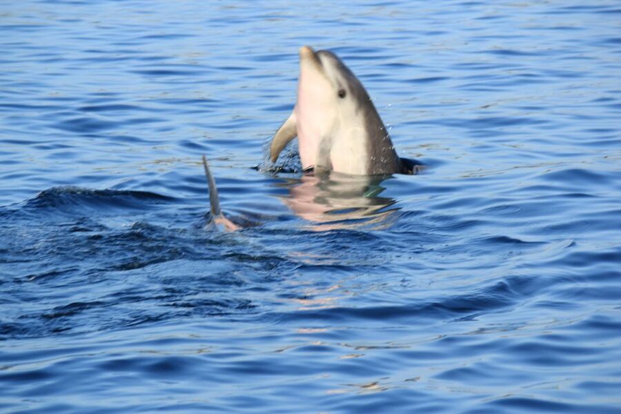 Olbia: Dolphin Watching and Snorkeling Boat Tour - Who should book this boat tour?
