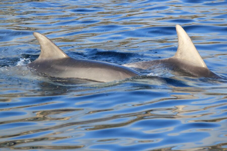 Olbia: Dolphin Watching and Snorkeling Boat Tour - Watching bottle-nose dolphins responsibly