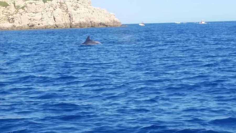 Olbia: Dolphin watching and snorkeling tour on Figarolo Island - The 25-minute ride toward Figarolo