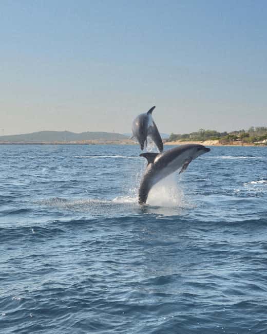 Olbia: Dolphin Watching & Snorkeling Boat Tour near Figarolo - The highlights in one glance