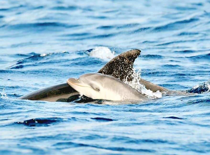 Olbia: Dolphin Watching & Snorkeling Boat Tour near Figarolo - The 8.50-meter boat and the small-group advantage