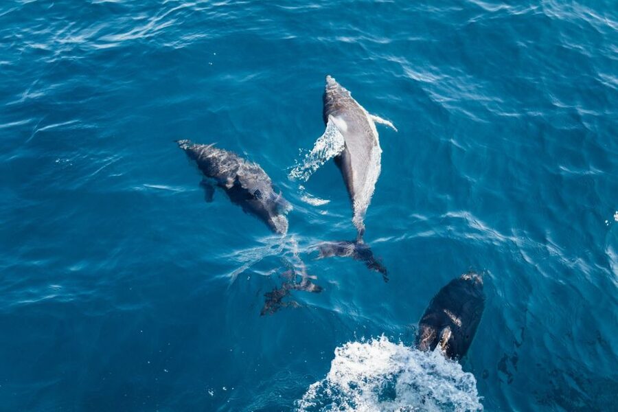 Olbia: Dolphin Watching & Snorkeling Boat Tour near Figarolo - Figarolo Island: the first hour in clear water