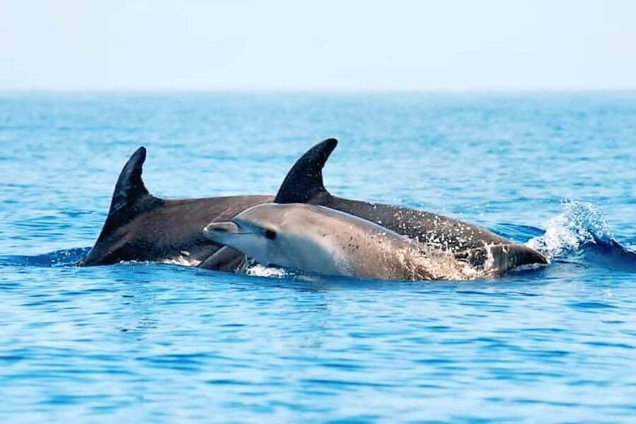 Olbia: Dolphin Watching & Snorkeling Boat Tour near Figarolo - Capo Figari and the search for dolphins