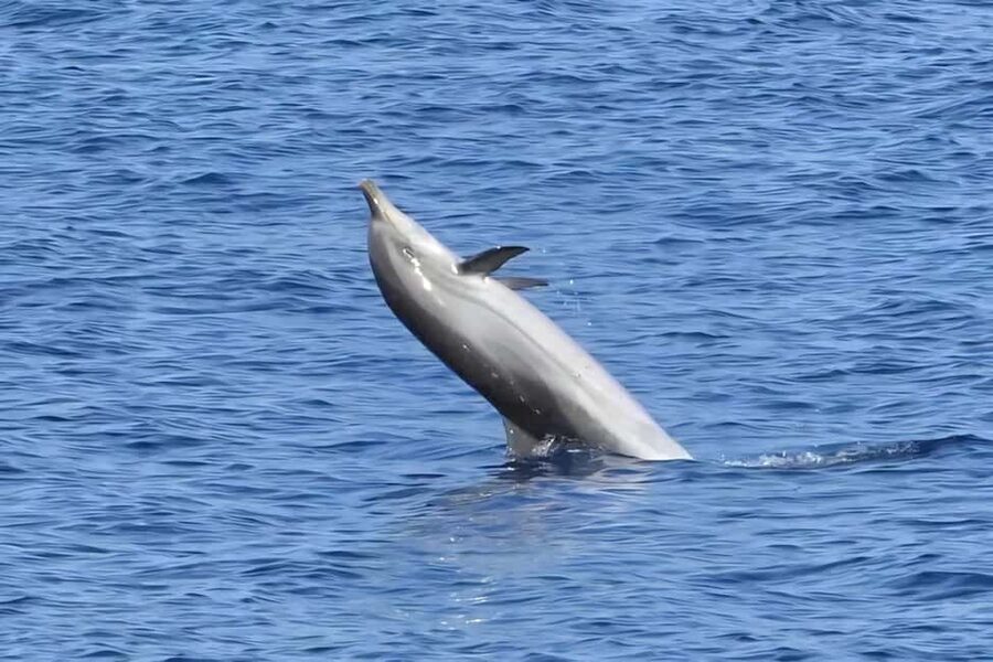 Olbia: Dolphin Watching & Snorkeling Boat Tour near Figarolo - Bocca Island, bird cliffs, and the ride home