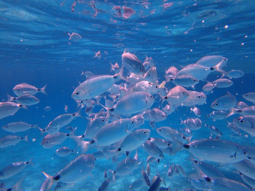Olbia: Dolphin Watching & Snorkeling Boat Tour near Figarolo - The guides make a real difference