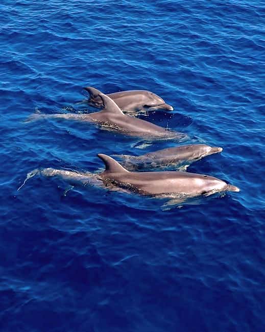 Olbia: Dolphin Watching & Snorkeling Boat Tour near Figarolo - Starting at Moys Marina and finding berth 44