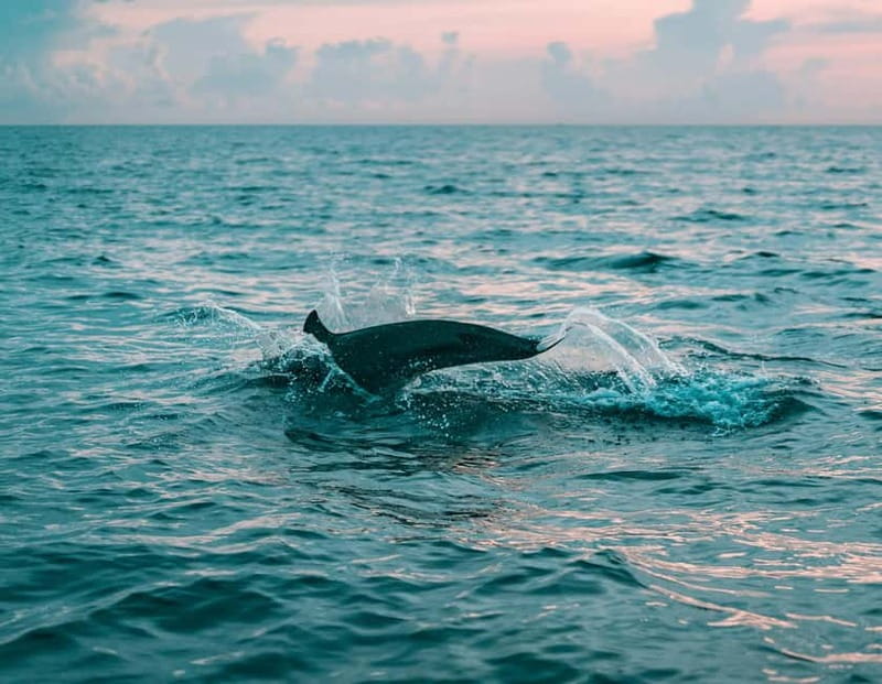 Olbia: Dolphin Watching & Snorkeling Boat Trip - Key points to know before booking