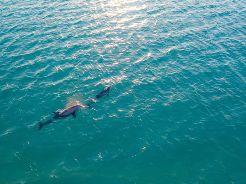 Olbia: Dolphin Watching & Snorkeling Boat Trip - Why this short Olbia boat trip works