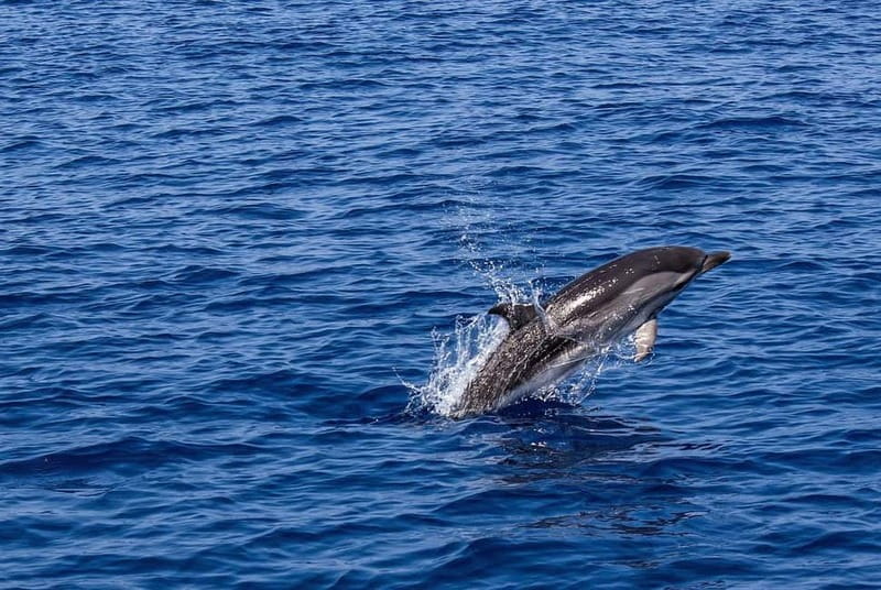 Olbia: Dolphin Watching & Snorkeling Boat Trip - The first 20 minutes toward Capo Figari