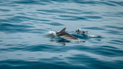Dolphin Watching & Snorkeling Boat Trip