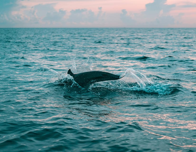 Olbia: Dolphin Watching & Snorkeling Boat Trip - Figarolo Island from the water