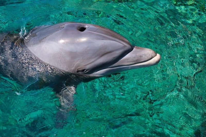 Olbia: Dolphin Watching & Snorkeling Boat Trip - Is $53 a fair price?