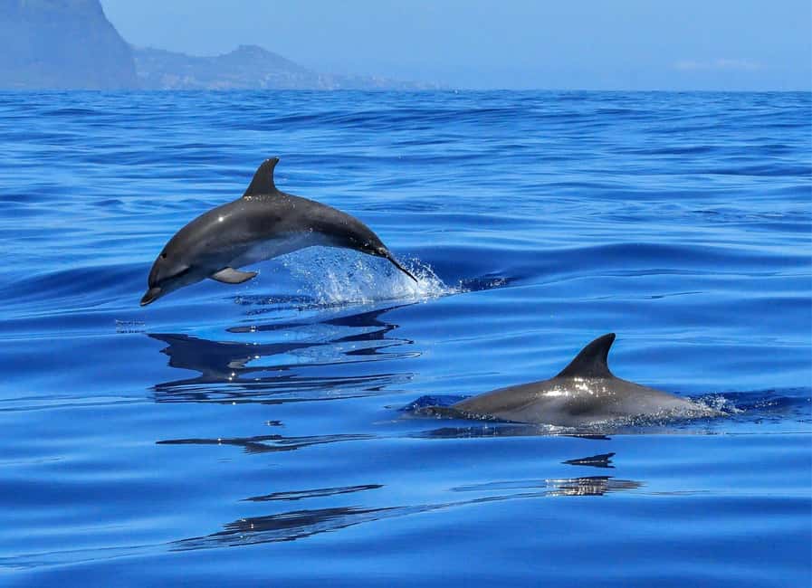 Olbia: Dolphin Watching & Swim with prosecco aperitif - Key points to know before you book