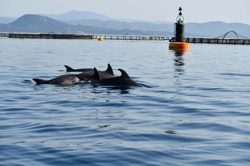 Olbia: Eco-Friendly Dolphin-Watching Boat Trip - Key details before you book
