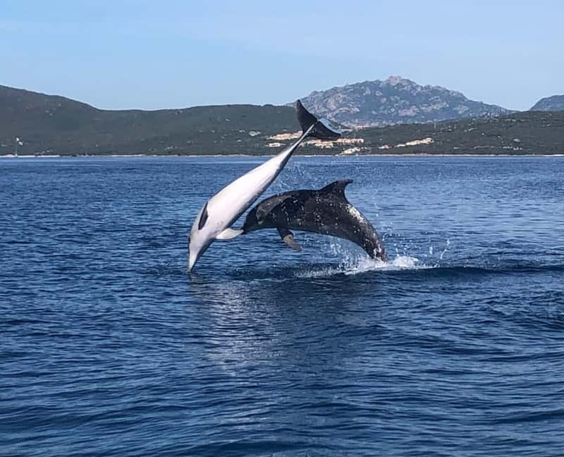 Olbia: Eco-Friendly Dolphin-Watching Boat Trip - From Olbia Marina to Figarolo’s open water