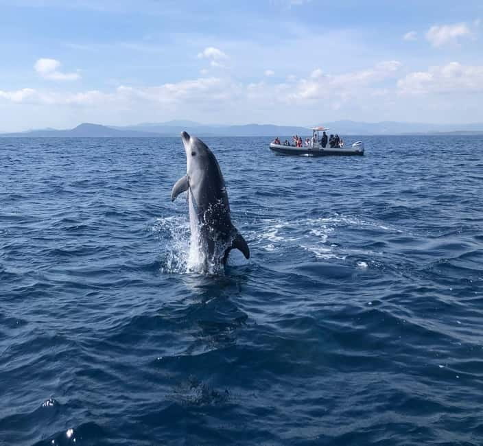 Olbia: Eco-Friendly Dolphin-Watching Boat Trip - How the two-hour outing usually unfolds