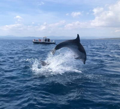 Eco-Friendly Dolphin-Watching Boat Trip