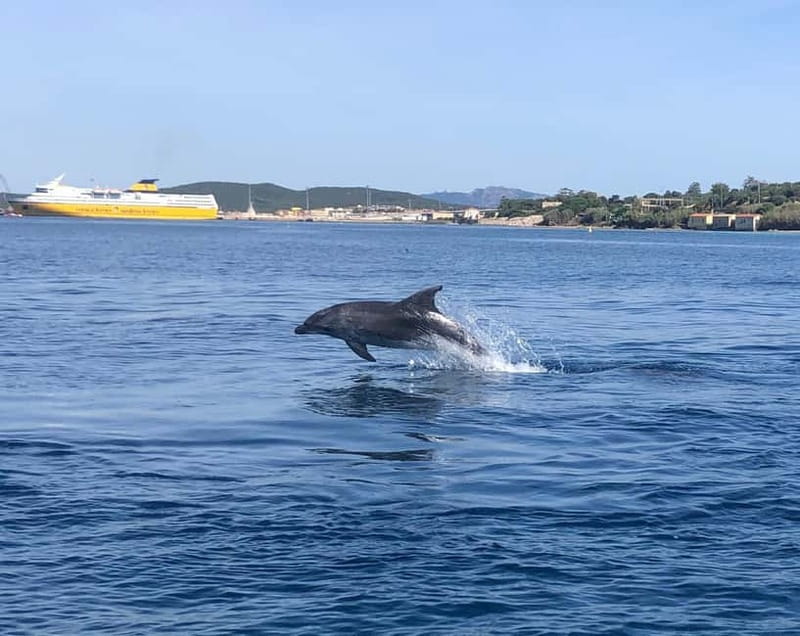 Olbia: Eco-Friendly Dolphin-Watching Boat Trip - Guides who make the waiting worthwhile