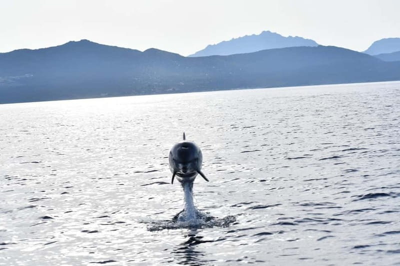 Olbia: Eco-Friendly Dolphin-Watching Boat Trip - Who should book this boat trip